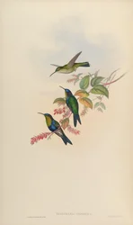 Thalurania colombica